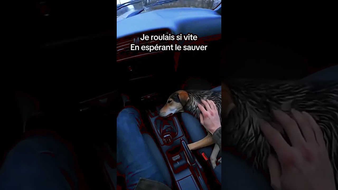 Il sauve son chien d’un kangourou en colère 😱 #pov