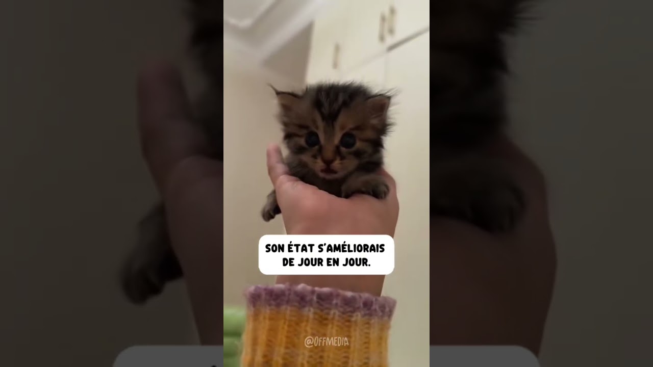 Il était en arrêt cardiaque.. j’ai réussi à le ramener à la vie 😿 #sauvetage #animaux #chat #fyp