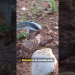 TOP 5 des serpents les plus dangereux du monde #animaux #animals #animalsshorts