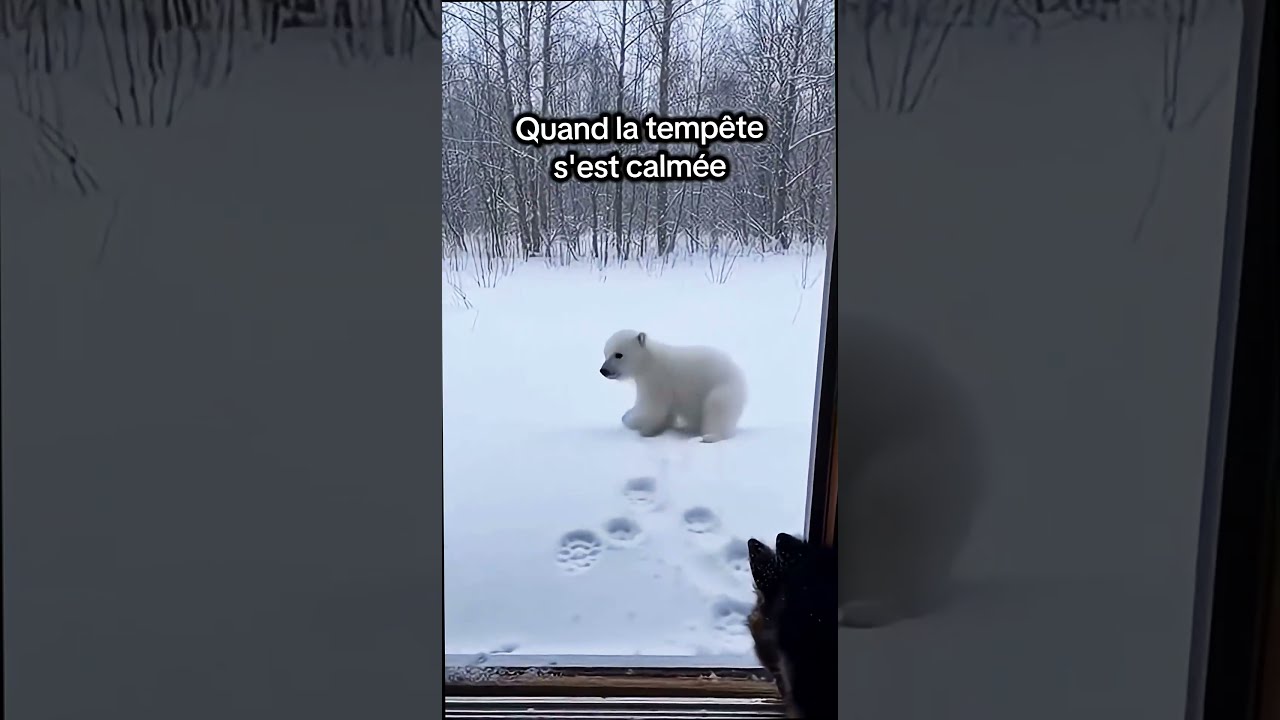 Regarde comment ce chien et cet ours sont devenus meilleurs amis !