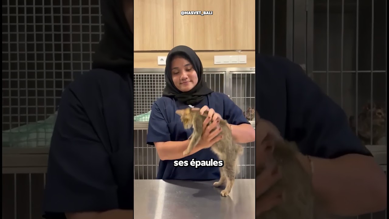 Pourquoi Les Chats Détestent Être Portés Comme Ça