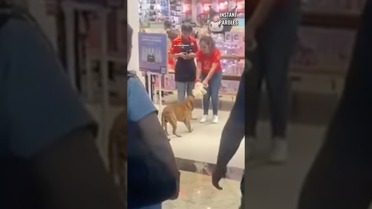 Des inconnus réalisent un geste précieux pour un chien errant dans le centre commercial #shorts