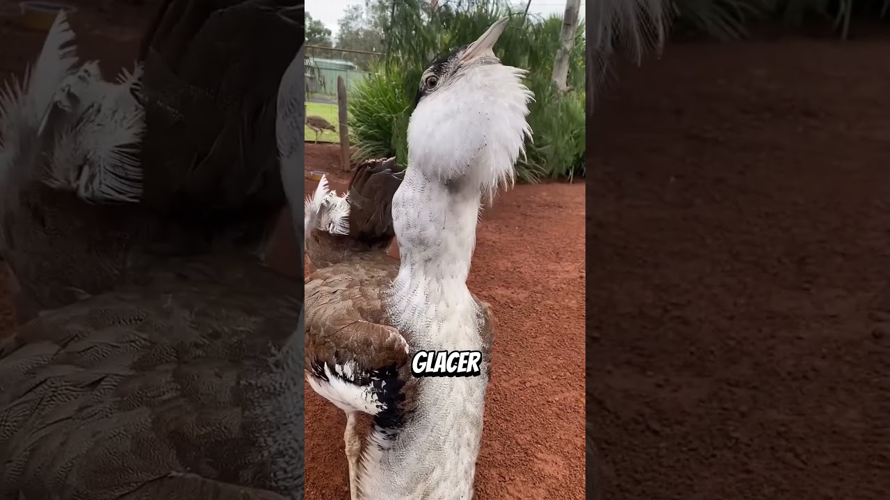 😨Ces Oiseaux Émettent les Sons les Plus Terrifiants – Le Dernier Va Vous Hanter #animalfacts