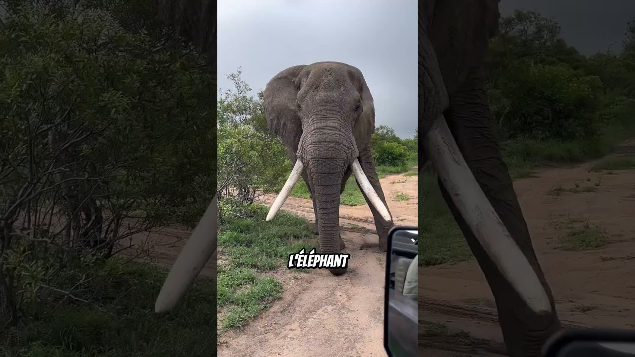 😱Ces animaux défient la logique du sommeil ! #animalfacts #animalshorts #animals