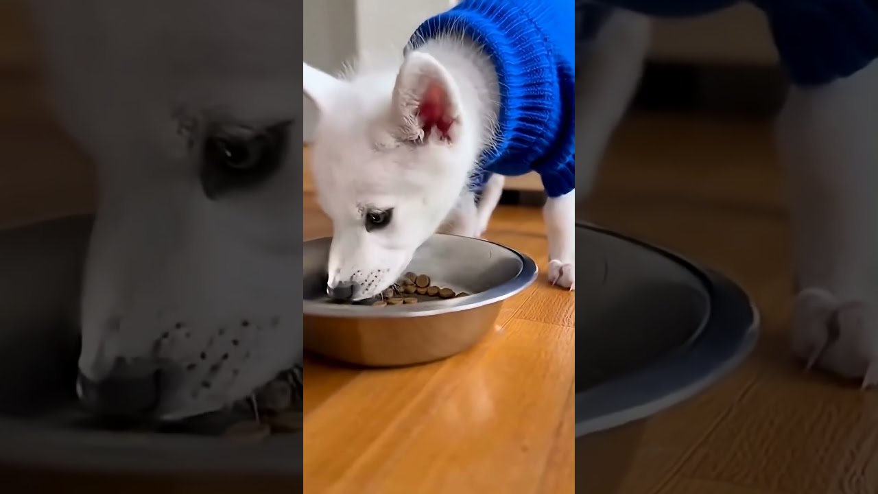 Regardez la transformation incroyable de ce bébé loup ! #pov #animals