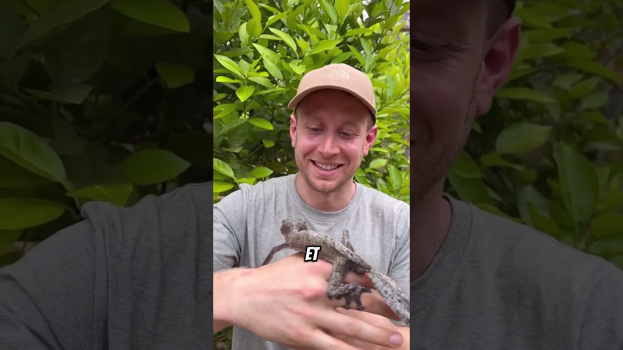 😨Ces animaux deviennent invisibles pour échapper à la mort... #animalfacts #animalshorts #wildlife