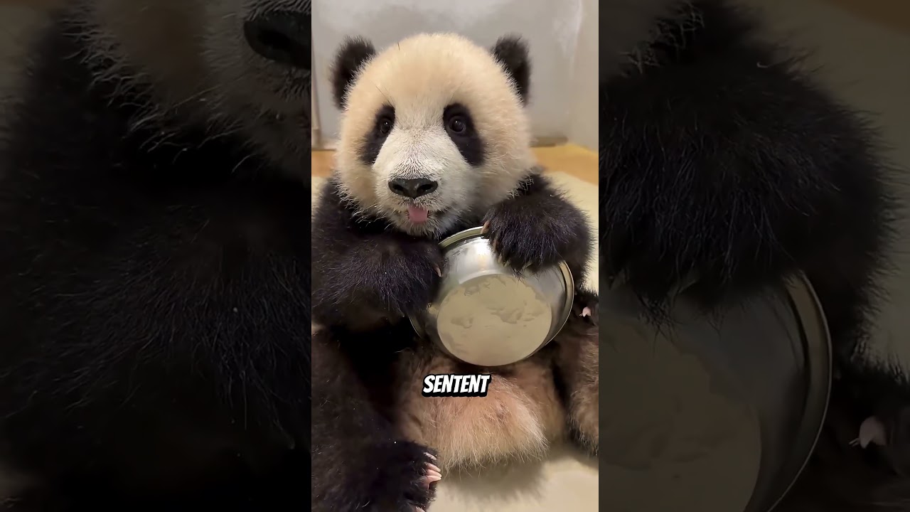 😱🐾Ces bébés animaux sont trop mignons… mais leurs parents font peur #animalfacts #animalshorts