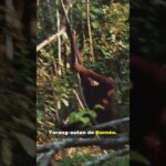 Top 5 Animaux en Danger d'Extinction à Protéger partie 2!