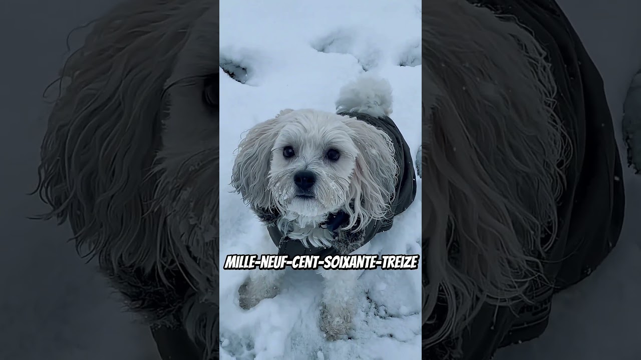 😱💰Ces chiens sont les PLUS CHERS du monde #animalfacts #animalshorts #animals