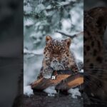 😱 Ces animaux pourraient disparaître à jamais #animalfacts#wildlife #extinctanimals #animalshorts