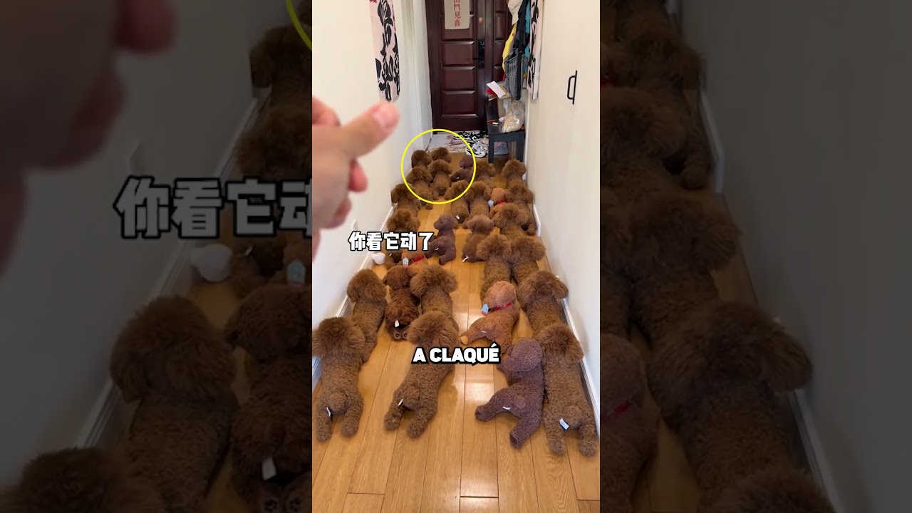 LE CHIEN S’EST CACHÉ… MAIS IL A ÉTÉ DÉMASQUÉ 😱🐶🧸