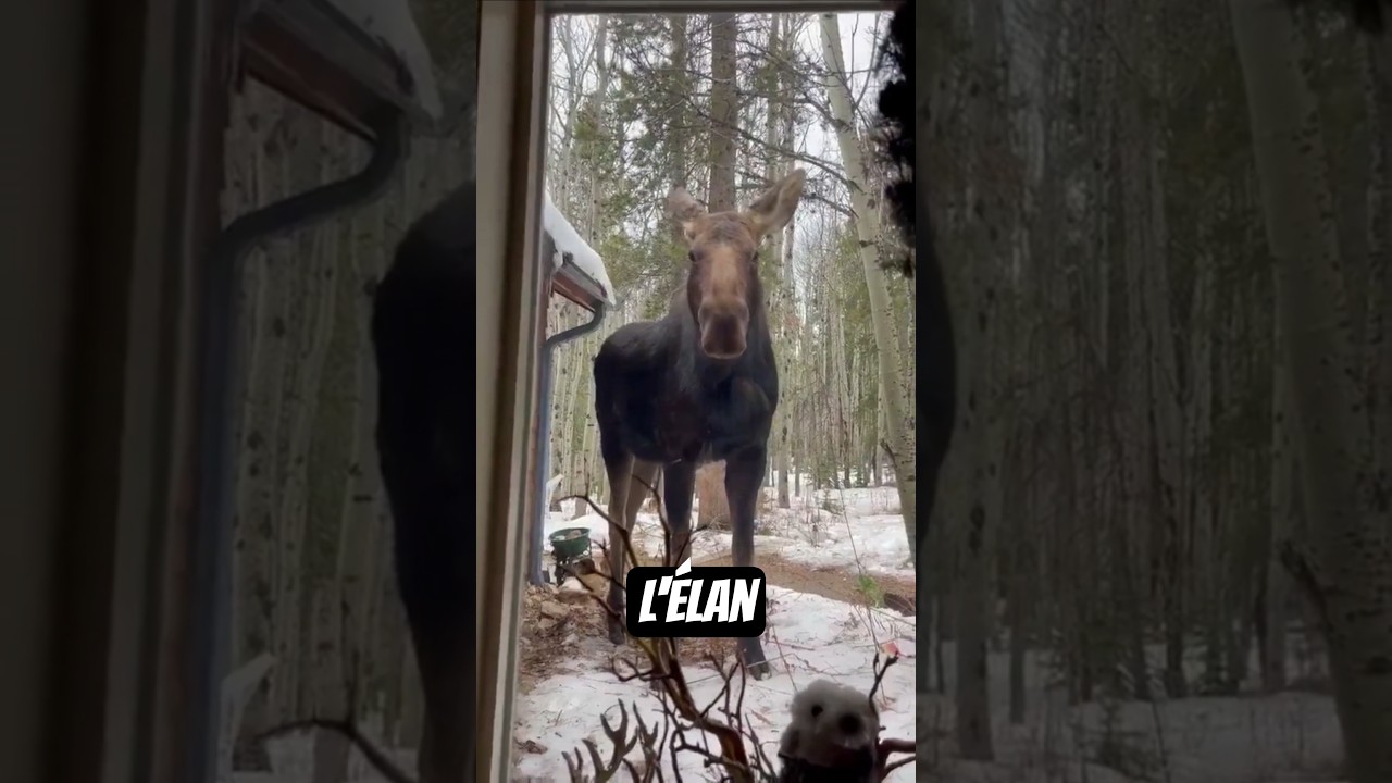 Pourquoi l’élan est l’un des animaux les plus sous-estimés au monde ? 🫎🌍 #élan #original #animaux