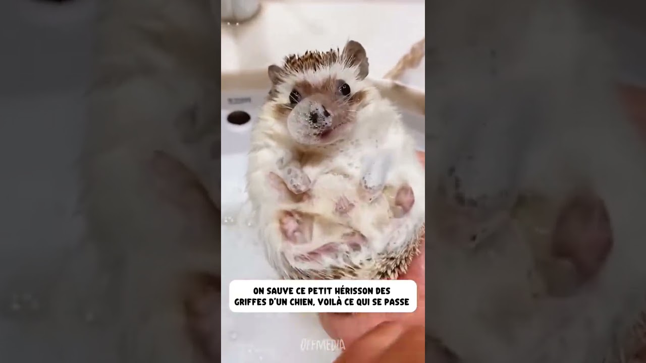 J’ai sauver ce petit hérisson des griffes de ce chiens.. #sauvetage #animaux #hérisson #fyp