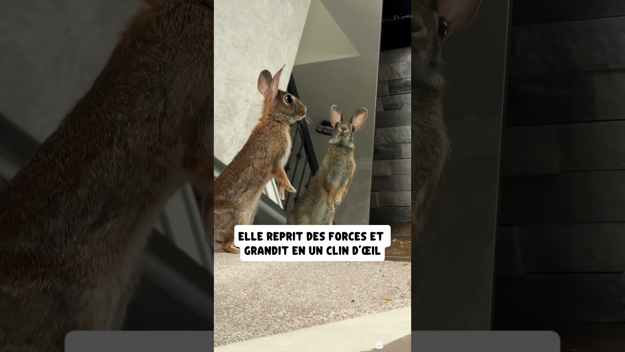 J’ai récupéré cette lapine seul et apeurer #sauvetage #animaux #lapin #lièvre #nature #fyp