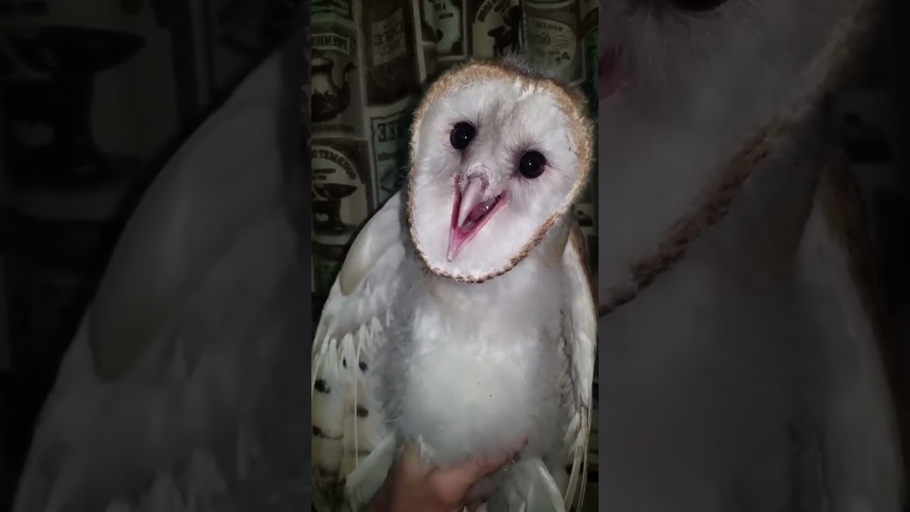 😱Ces oiseaux poussent les cris les plus terrifiants de la planète #animalfacts #animalshorts