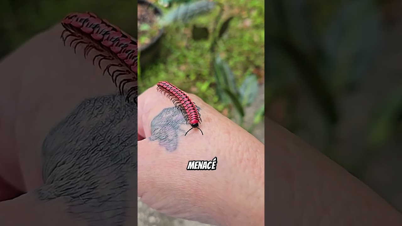 🤯Ces animaux ont de VRAIS super-pouvoirs… tu n’y croiras pas #animalfacts #animalshorts #animals