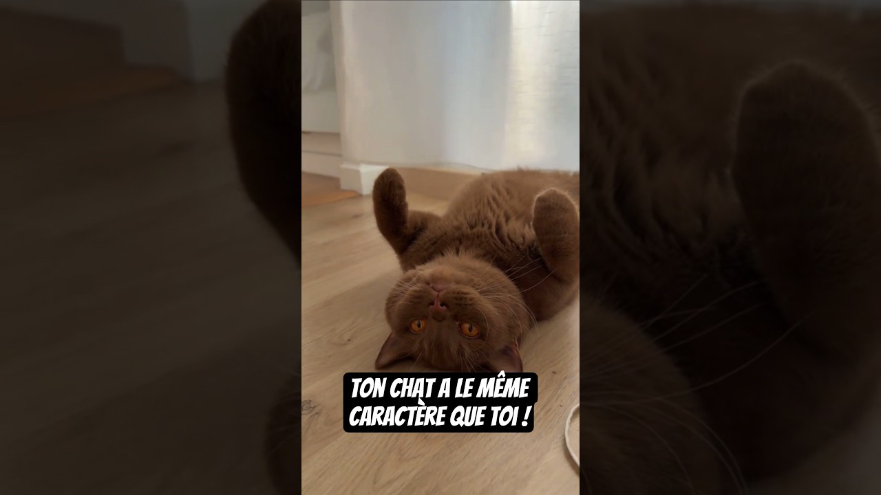 Ton chat te ressemble plus que tu ne le penses ! 🐱 #cat #chat #félin #animaux #animauxdecompagnie