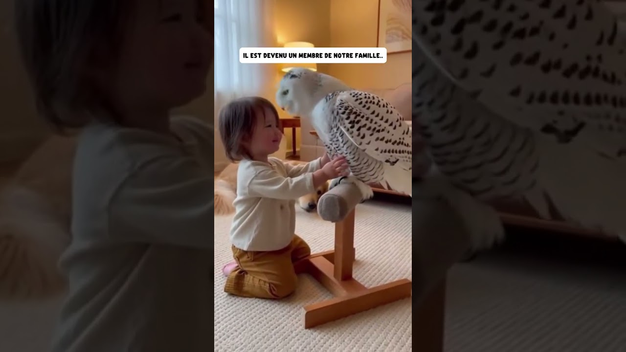 J’ai sauver cette chouette.. #sauvetage #animaux #fyp