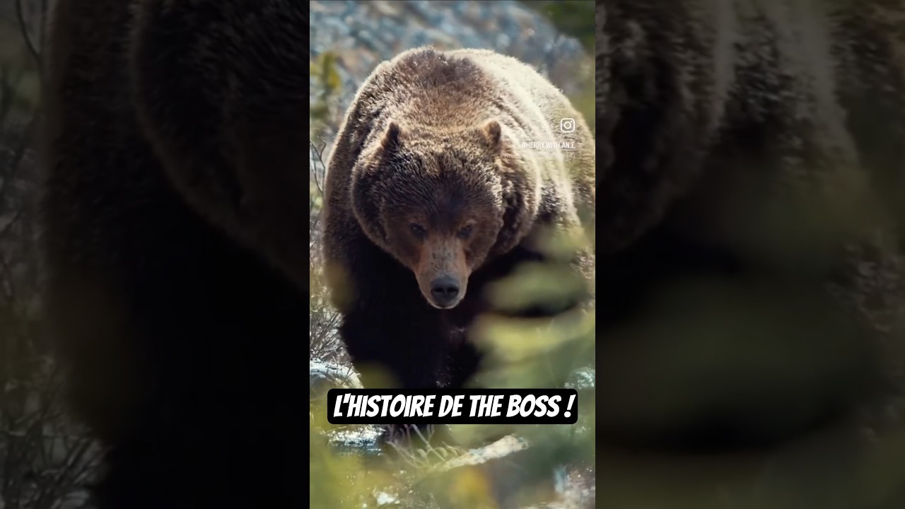 L'ours le plus redouté du Canada 🇨🇦 #ours #bear #theboss #animaux #oursbrun #animal