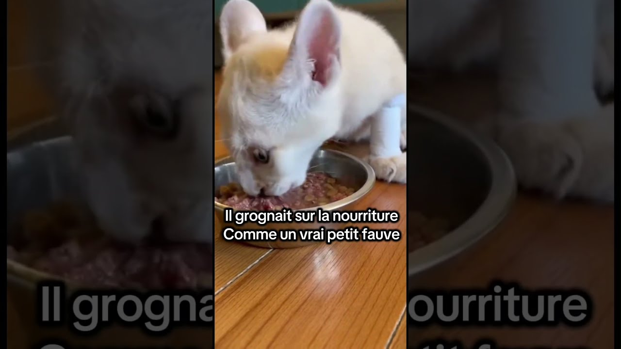 Ce bébé puma a trouvé une nouvelle famille ?