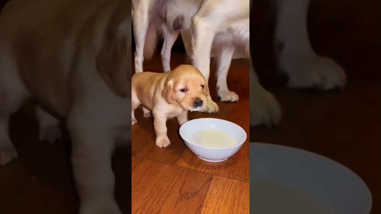 Sous la pluie, elle cherchait juste un refuge 💔🌧️🐶
