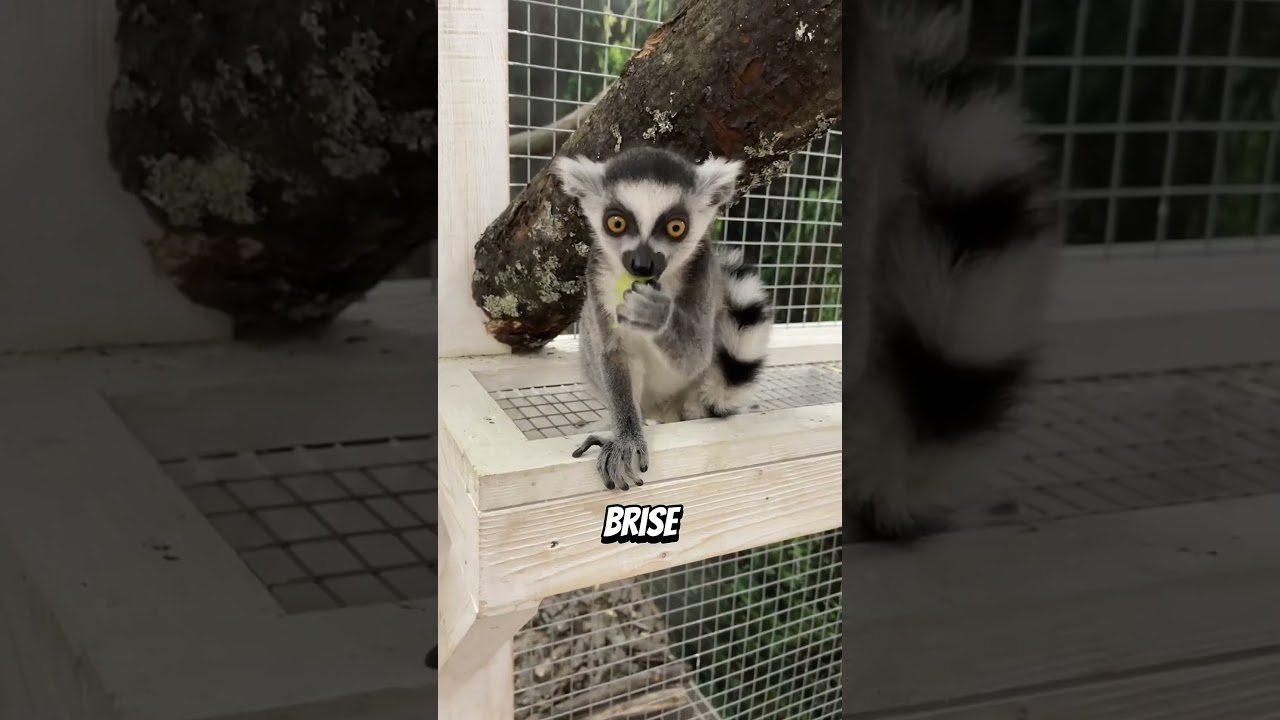 😱Les Sons de Singes les Plus Bizarres Jamais Entendus 😱 (On Dirait des Monstres)#AnimauxÉtranges