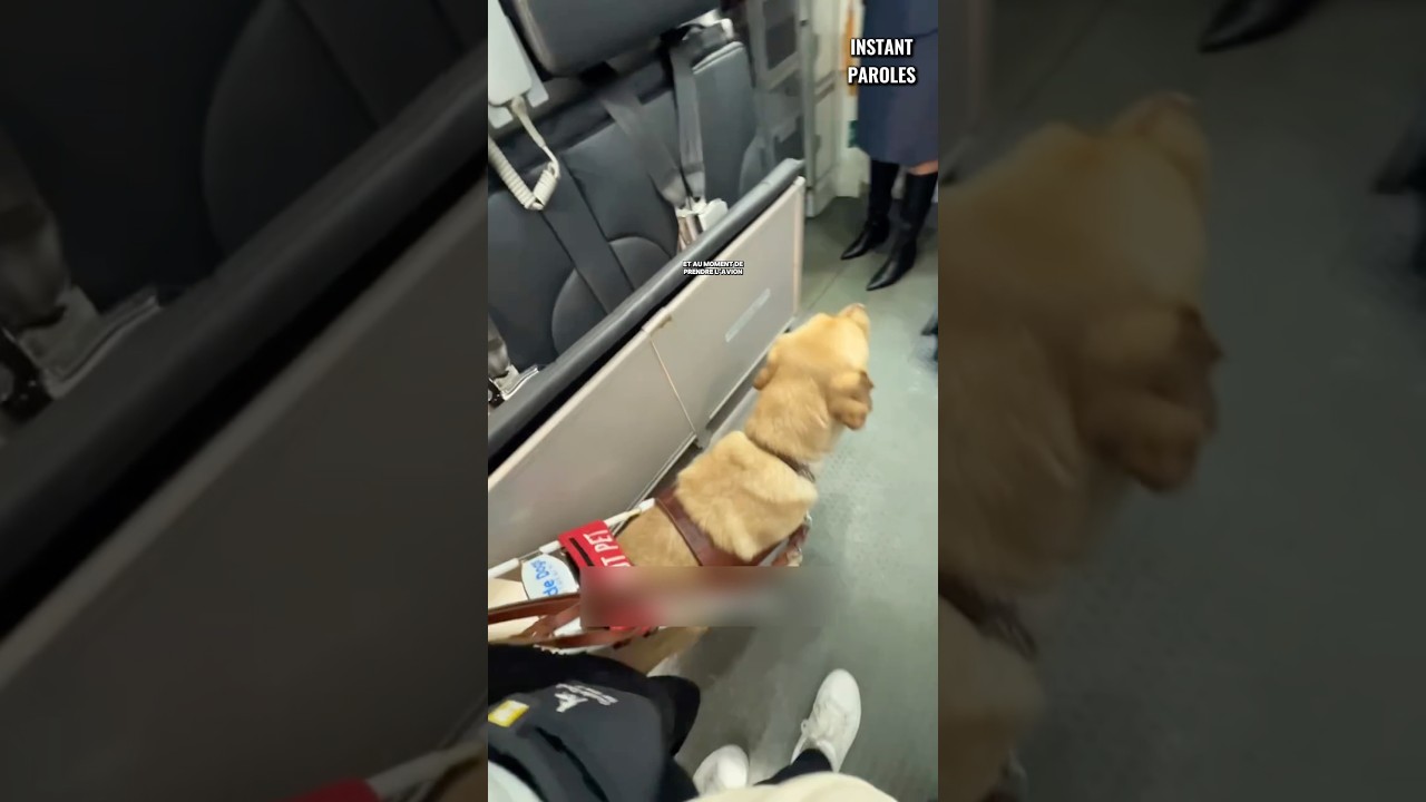Cette femme aveugle obtient l’aide de son chien guide pour s’installer dans l’avion #shorts