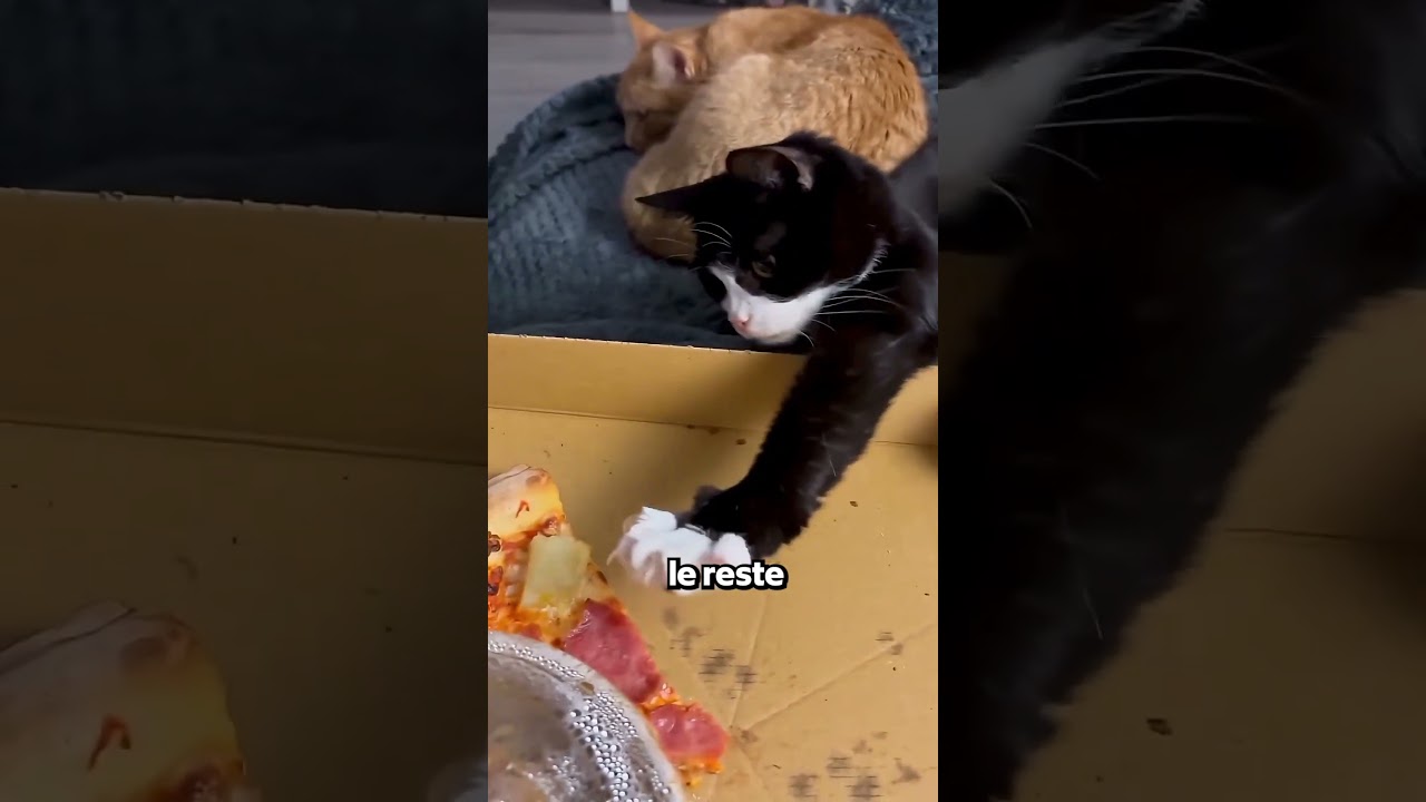 Pourquoi Les Chats Pensent Que Tu As Des Griffes Qui Ont Poussé