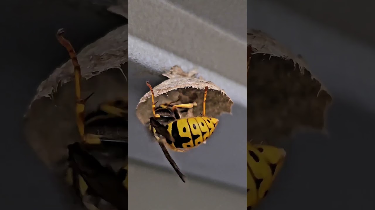 😲Ces humains jouent avec la mort #animalfacts #animalshorts #animals