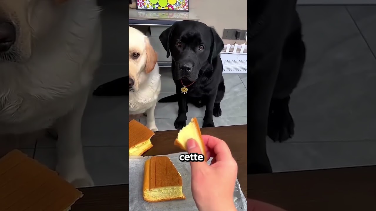 Ce Chien Montre Ce Qu’est La Véritable Amitié.