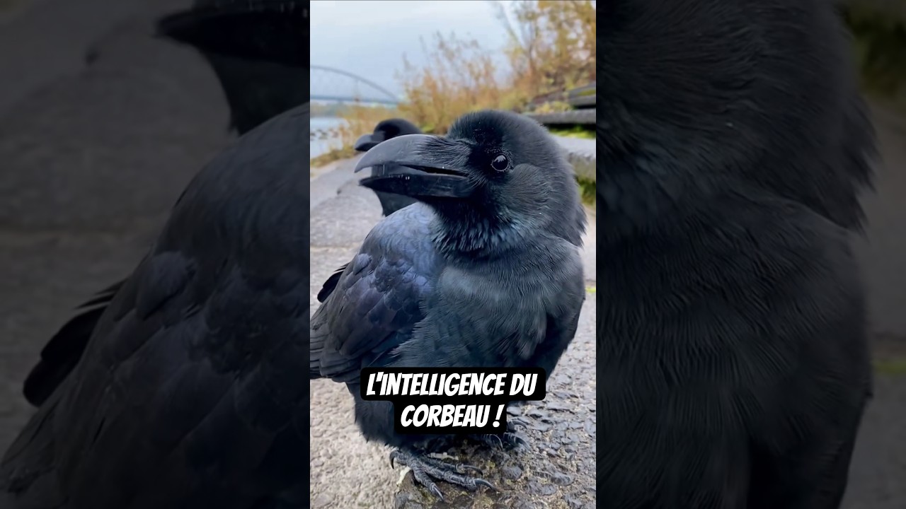 Le Corbeau est l'un des oiseaux les plus intelligents de la planète ! 🌍#corbeau #raven #oiseau #bird