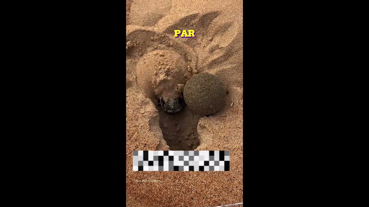 Ces animaux vont vous choquer… le dernier est irréel 😳 #animals