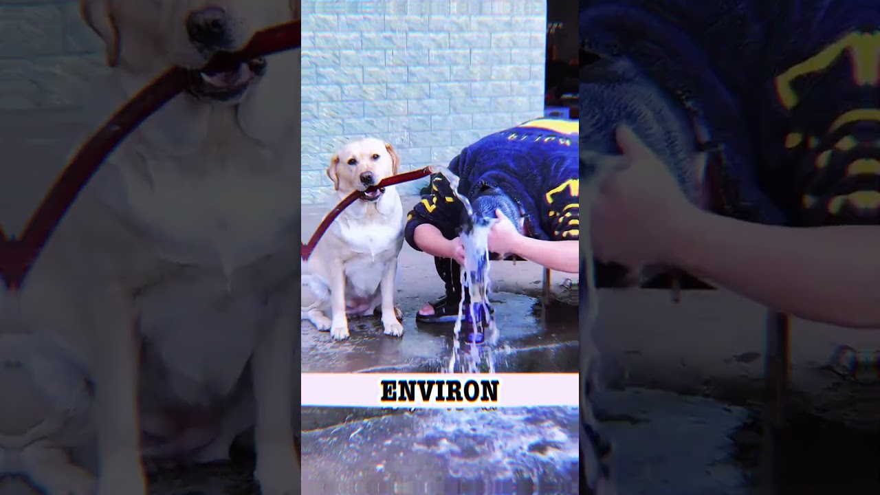 Top 10 des chiens les plus adorables du monde 🐶💖 #chien