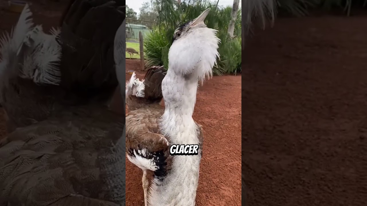 😨Ces animaux font des sons que tu n’imagines même pas…👉 Le dernier va te glacer le sang #viral