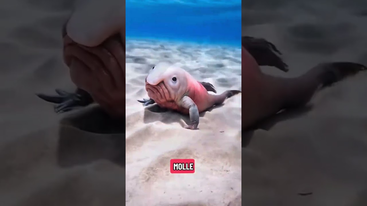 😨👀Voici les 3 animaux les plus bizarres au monde! le dernier n’a rien de normal #animalshorts#viral