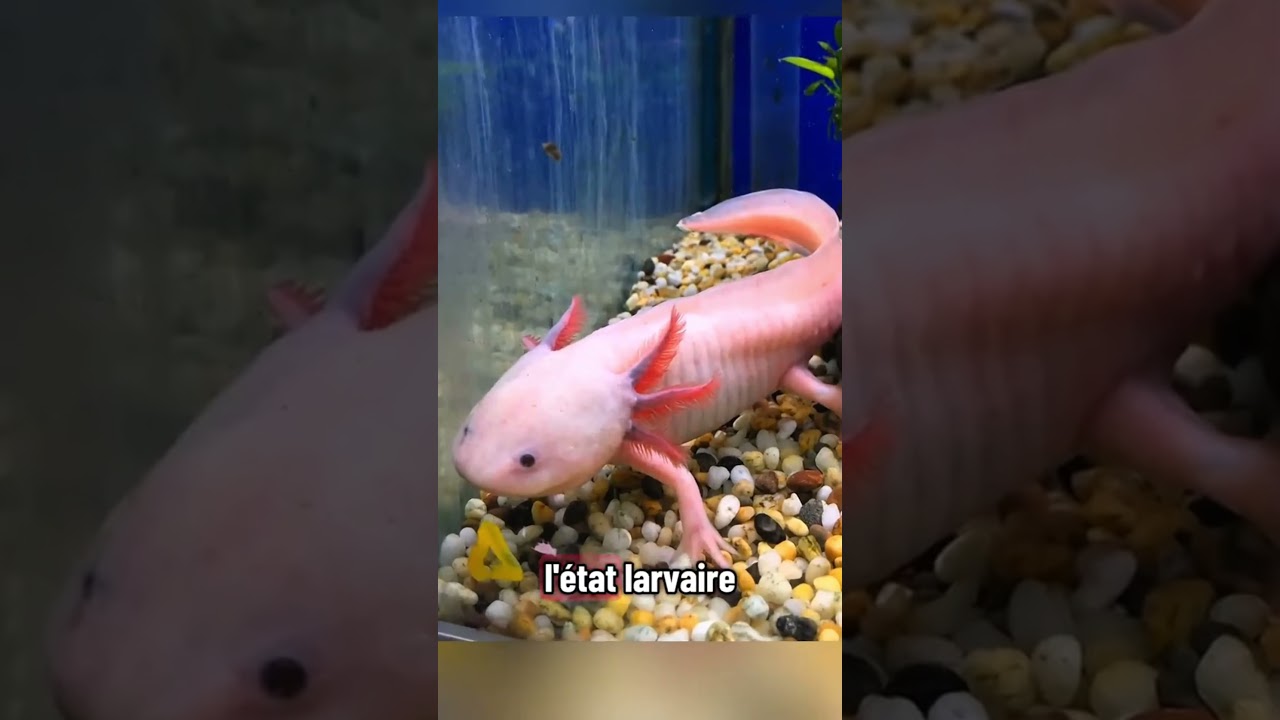 😱Voici les 5 animaux les plus étranges sur Terre…le dernier n’a rien de normal. #animalshorts#viral