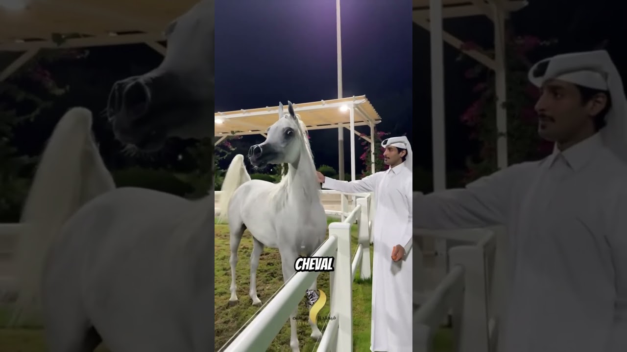 ⚡😱Le prix d un jet privé t'y crois? Ces chevaux les plus chers du monde - #animals #viral #shorts