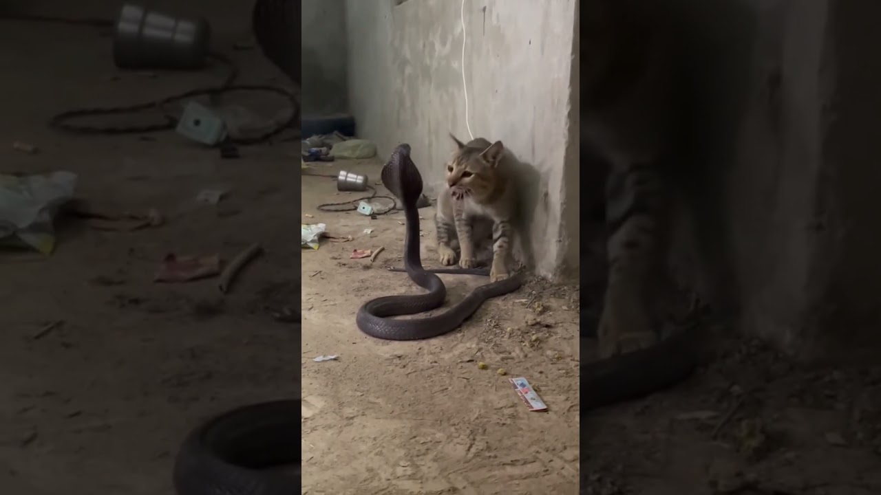 😳Ces animaux ont raté leur proie (le dernier va te choquer) #animaux #viral #animals #wildlife