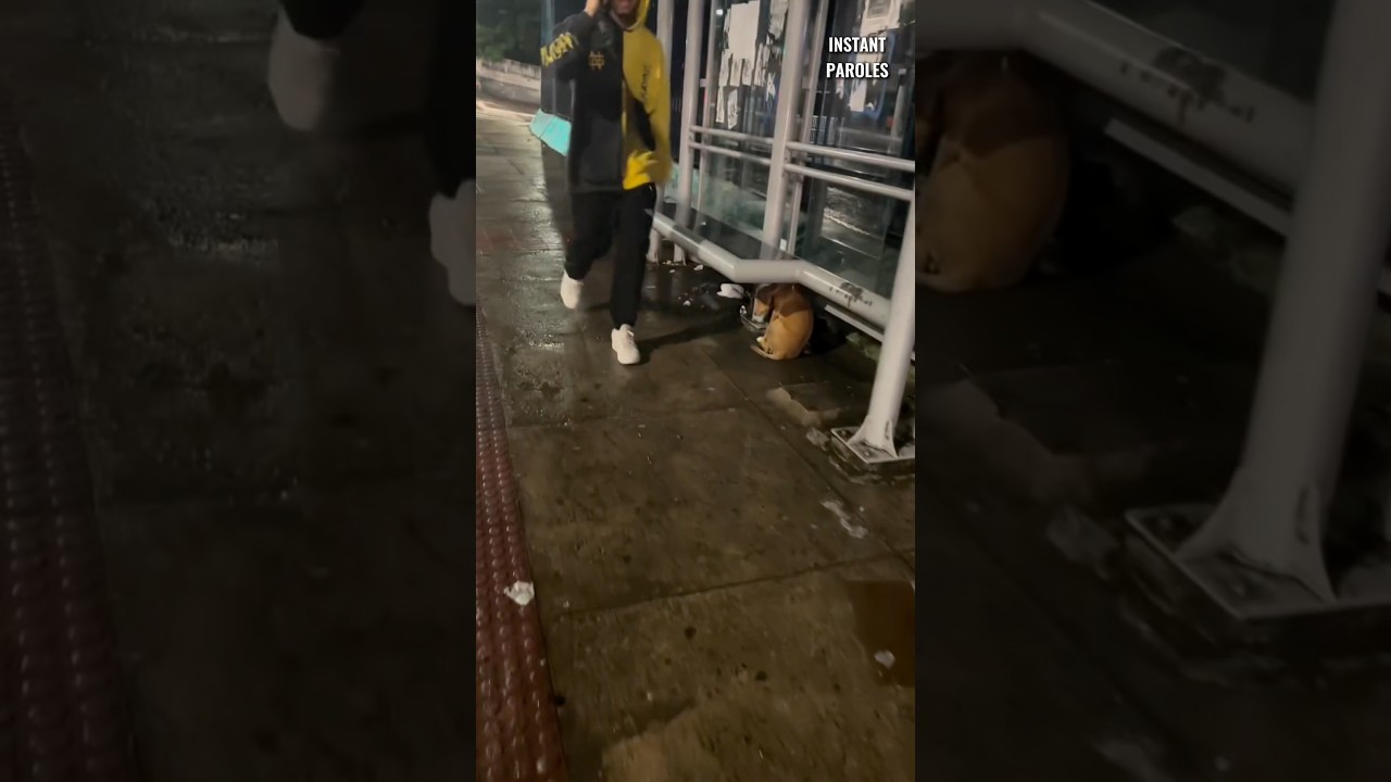 Ce chien est aperçu sous un arrêt de bus puis pris en charge par cette femme bienveillante