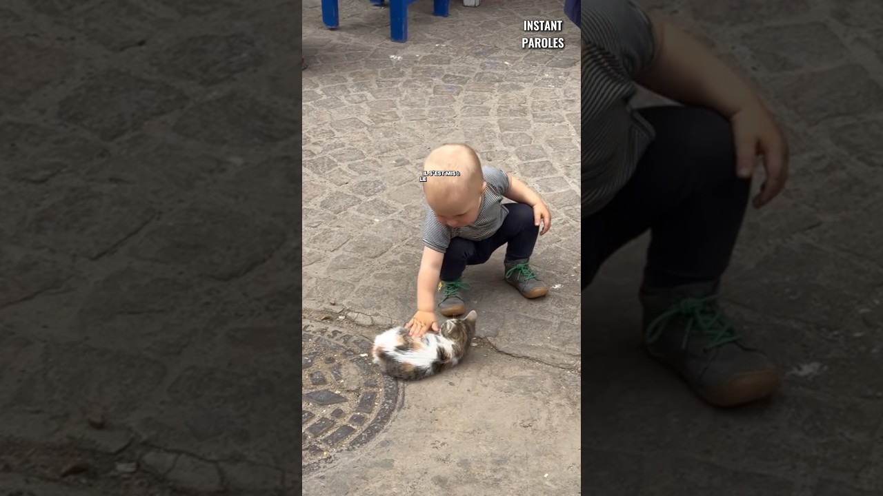 Ce petit garçon caresse ce chat en plein milieu de la rue #shorts
