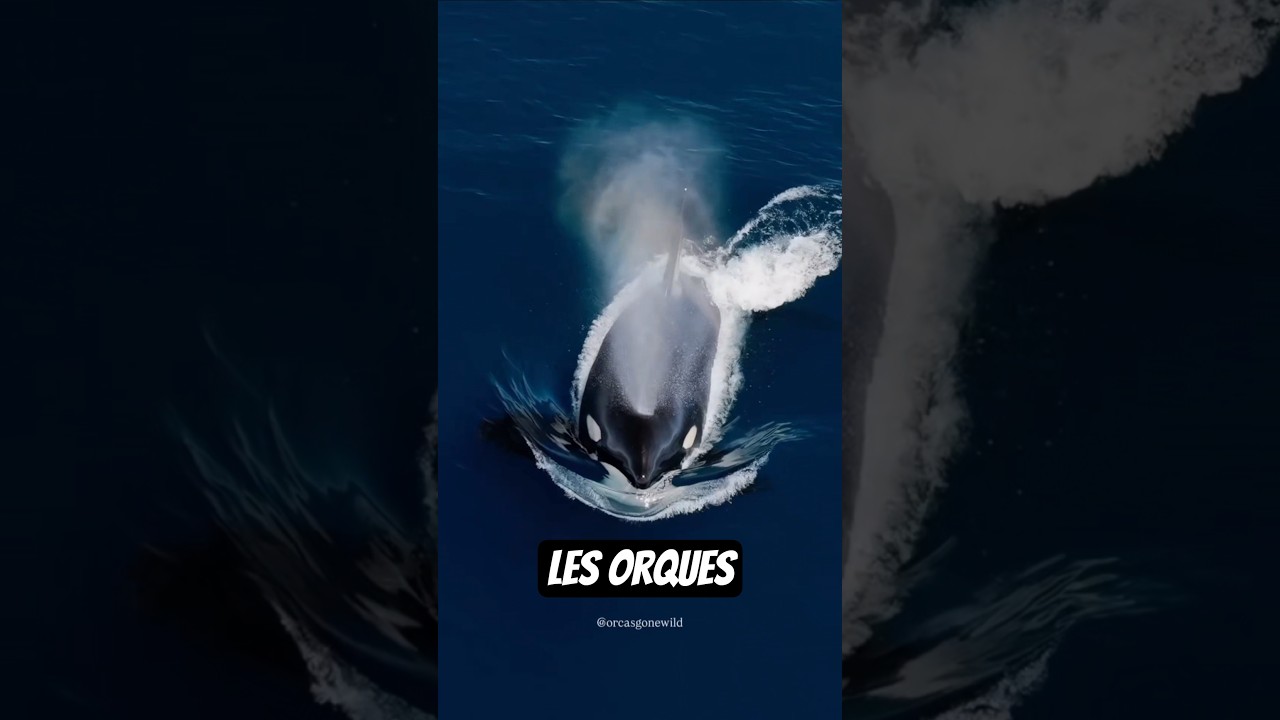 Le superprédateur de nos océans ! Voici L'orque ! ✨️ #orque #orca #requin #shark #ocean #animaux