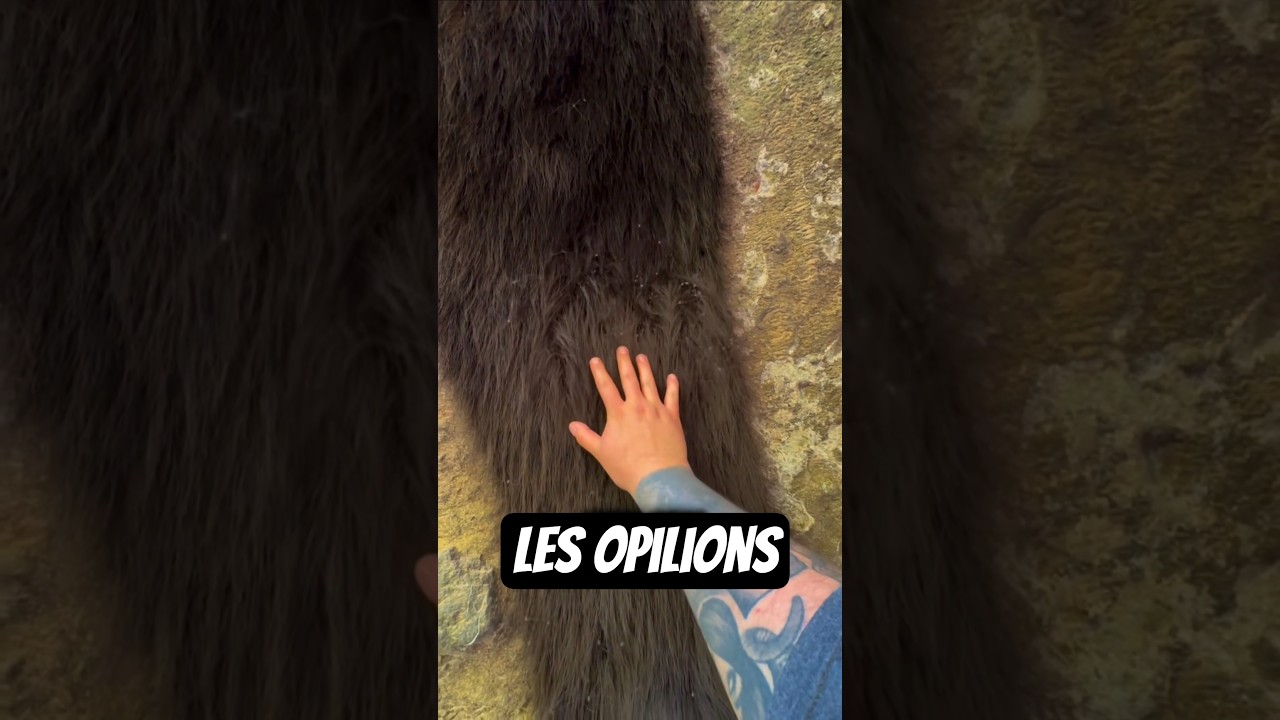 J’étais pas prêt à voir ça 💀 C’est une colonie d’opilions #opilion #araignée #spider #insect #peur