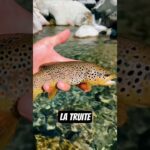L'un des plus beaux poissons de nos rivières La truite ! 🐟 #truite #trout #poisson #peche #fishing