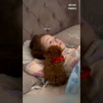 La réaction de cette petite fille en découvrant ce chiot sur son lit en se réveillant