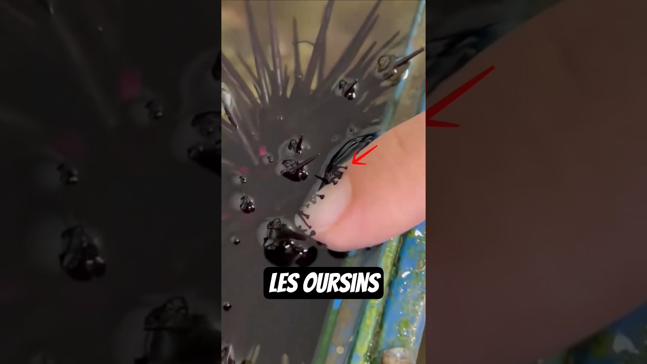 Connais tu réellement les Oursins ?! 🧐 #oursin #seaurchin #ocean #mer #animauxmarins #animaux