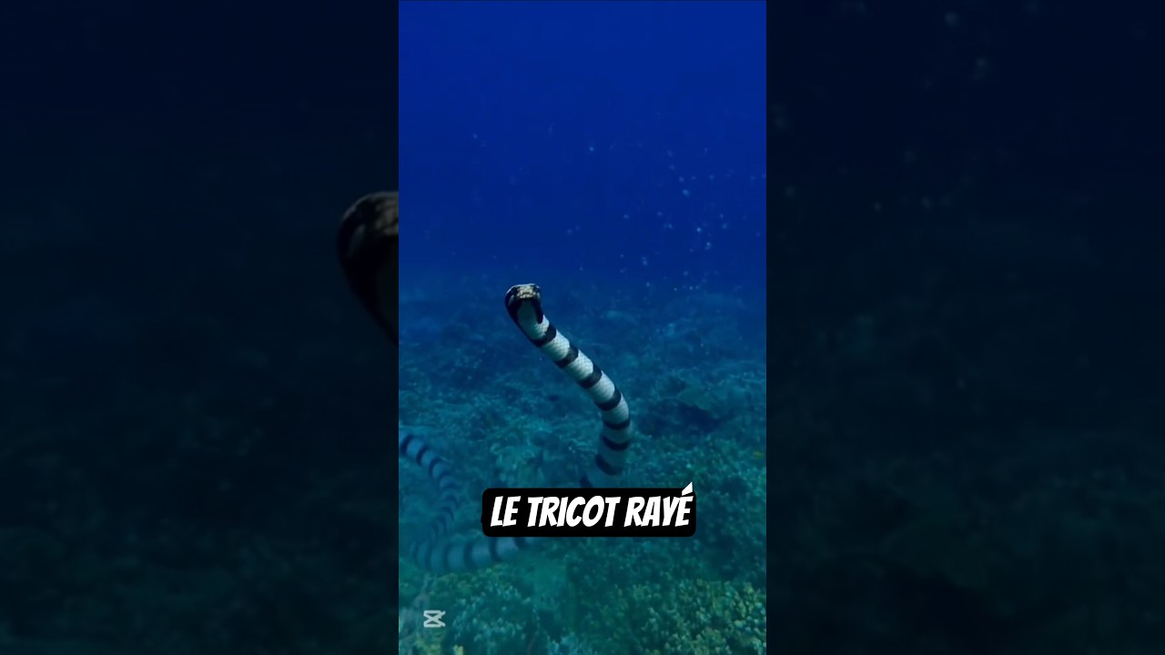 L'un des serpents marins les plus dangereux du monde ! Le Tricot Rayé 🐍#serpent #snake #animaux