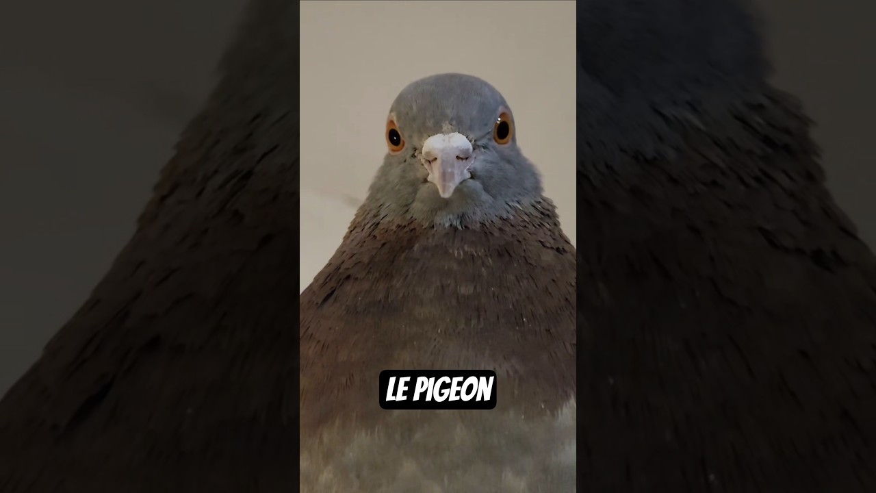 Le pigeon est rempli de surprises !! 🐦 #pigeon #pigeonlover #oiseaux #birds #nature #animaux
