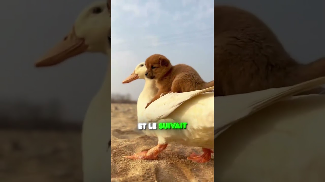 CE CANARD A ADOPTÉ UN CHIOT ! 😱🦆🐶