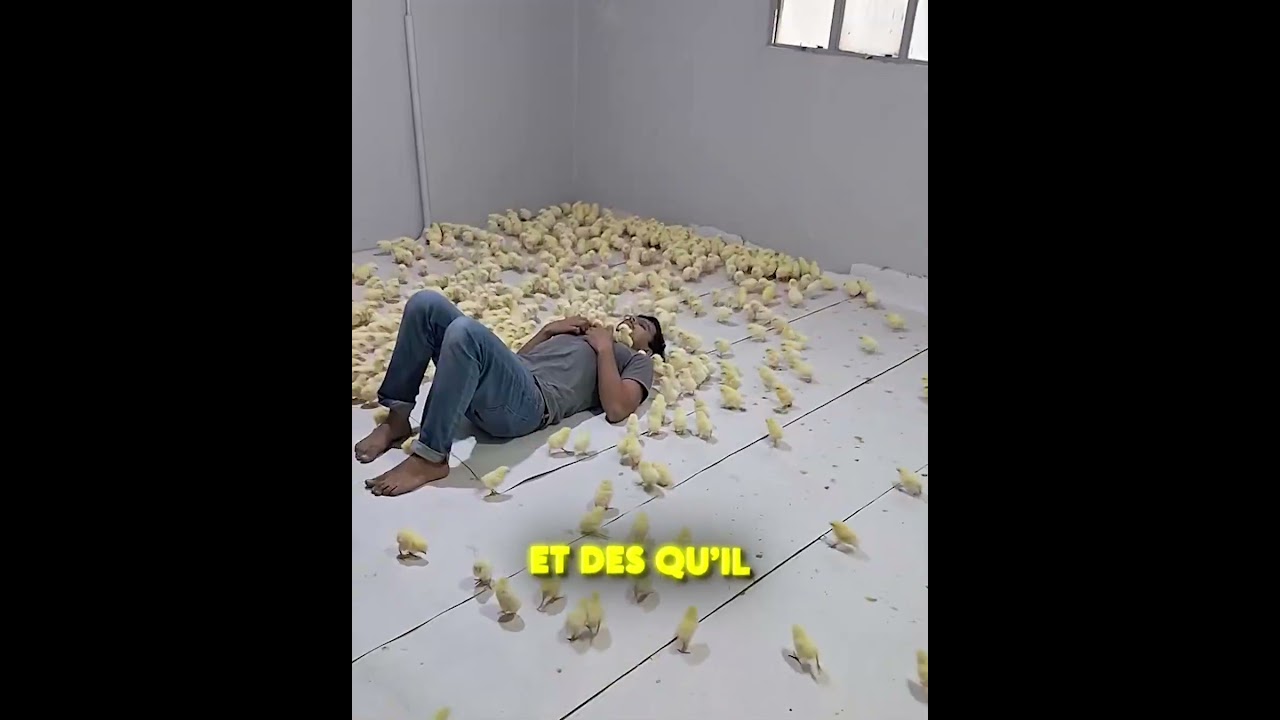 IL FAIT UNE SIESTE AU MILIEU DES POUSSINS ! 😱🐥