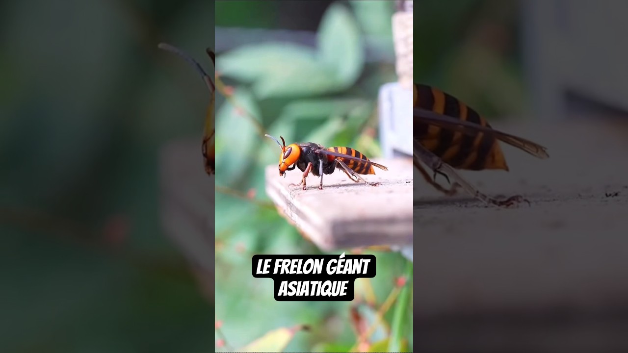 Le Frelon Géant Asiatique ! 🐝 #frelonsasiatique #frelon #hornet #insectes #animaux